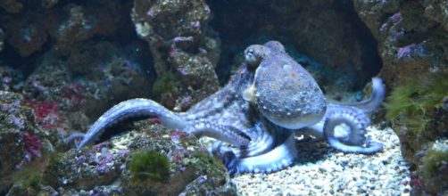 Los pulpos se van de paseo en Gales hasta llegar a la arena