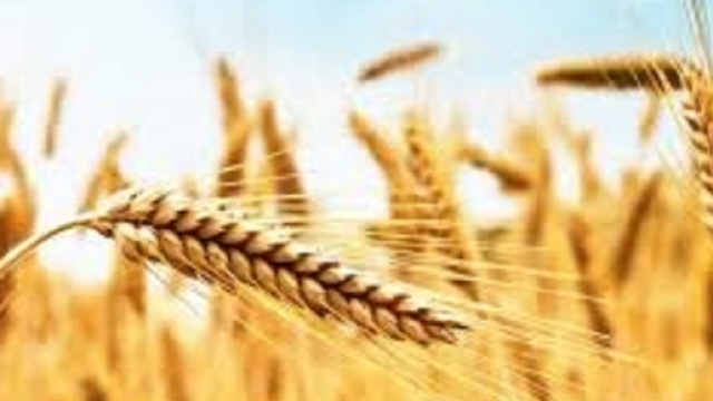 Report, il grano viene dal Canada e contiene glifosato