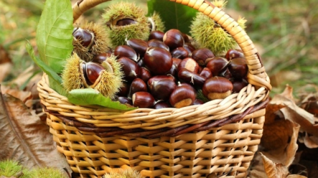 autunno &egrave; tempo di castagne, edo blog-1650 1152