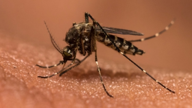 La malaria &egrave; in Italia, ma nessun allarmismo