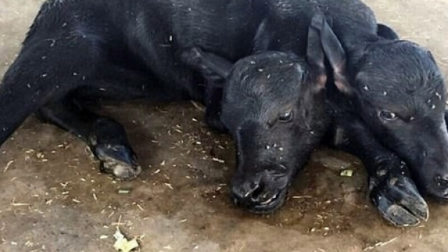 Il vitellino, nato una settimana fa, &egrave; ancora vivo.