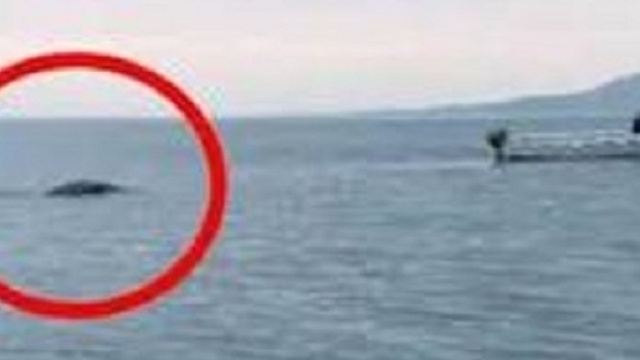 Testimoni affermano di aver avvistato un mostro nel lago di Garda