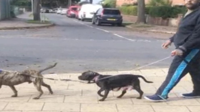 UK shock, cucciolo trascinato dal proprietario