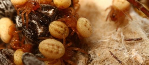 all spiders all the time (Stegodyphus lineatus with spiderlings ... - tumblr.com