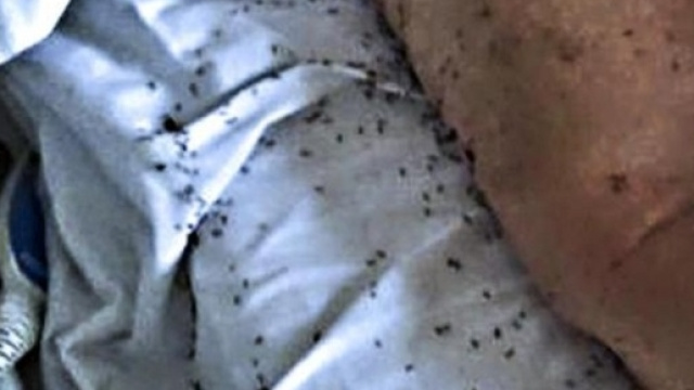 Formiche all'ospedale di Palermo