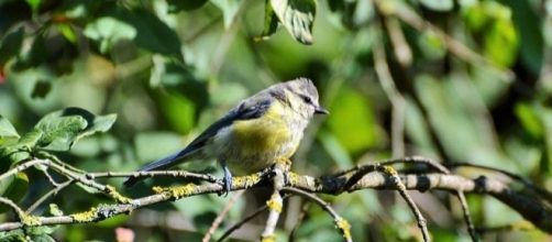 Liberian greenbul, the world&rsquo;s rarest songbird, is probably not a separate species, study suggests [Image: Pixabay]