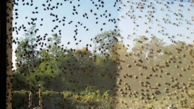 Le cimici cinesi nonostante i tentativi dei residenti stanno invadendo le abitazioni