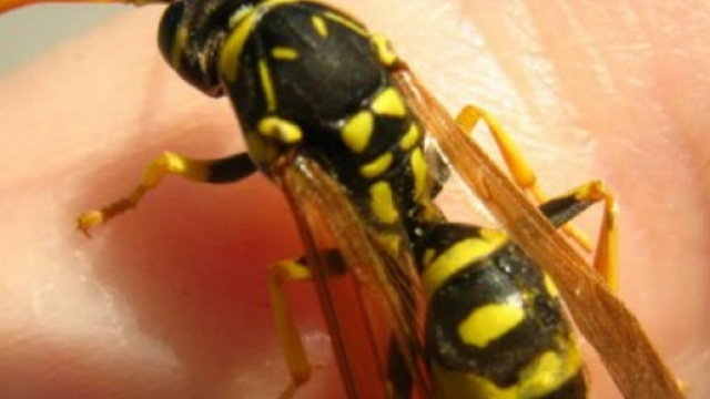 macchie simili a punture di insetti: Discussione nel Forum - abcsalute.it