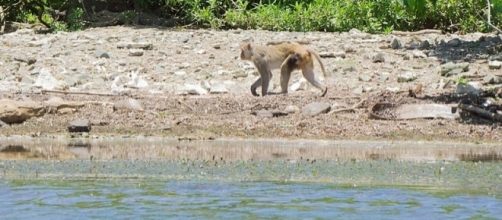 A Monkey on "Monkey Island" in Puerto Rico (Image credit &ndash; Jami430 &ndash; Wikimedia Commons)