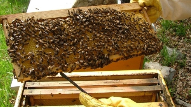 Api a rischio di sopravvivenza per la massiccia presenza di pesticidi nocivi