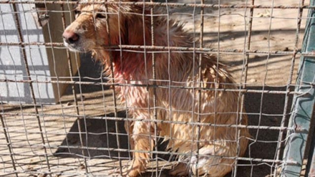 BUFALA Carcere immediato per chi maltratta gli animali. &Egrave; legge ... - debunking.it