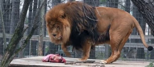 Credit via Midwest Film Factory | Vimeo screencap