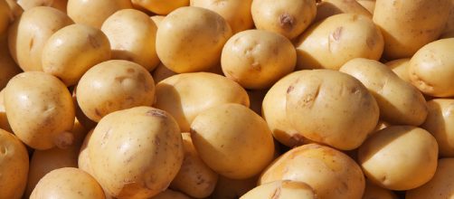 Aglomeraci&oacute;n de patatas al sol