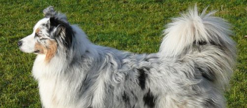 Australian Shepherd (via Wikimedia commons-Martin Voss)