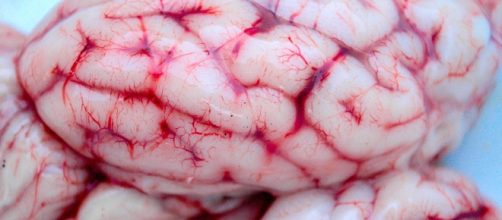 El estudio de c&eacute;lulas de cerebro humano aportar&aacute; informaci&oacute;n valiosa para tratar enfermedades cerebrales