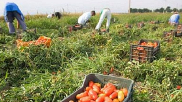 Falsi Braccianti Cosenza Inps - brindisitime.it