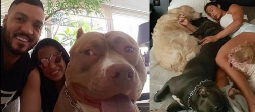 Belo e Gracyanne t&ecirc;m 8 c&atilde;es da ra&ccedil;a pit bull em casa