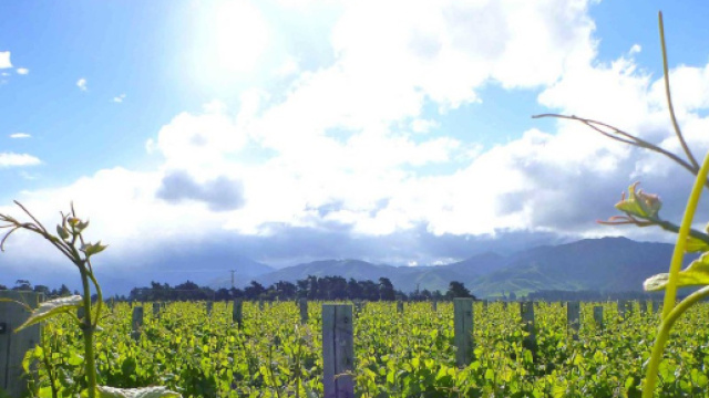 Agricoltura Biologica, Chimica e Fertilizzanti Naturali - lorenzovinci.it