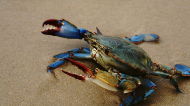 I granchi &ldquo;alieni&rdquo; blu, un problema per il Mediterraneo