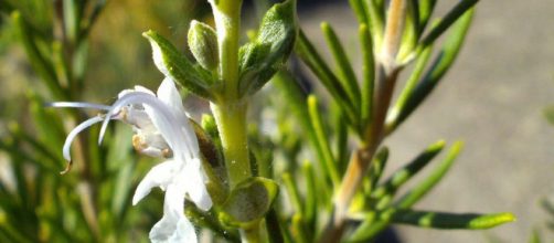 propiedades del romero que desconoc&iacute;as.