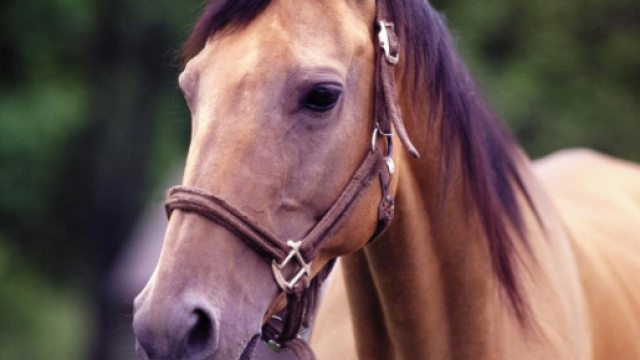 Arrestati due uomini per estorsione .