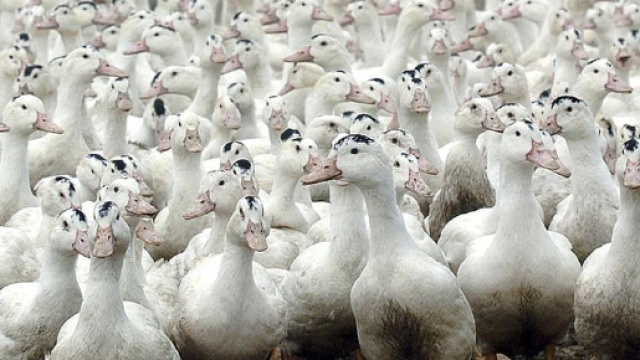 Influenza aviaria, scoperto focolaio a Tivoli