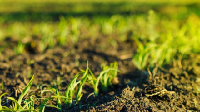 L'agricoltura biologica si sta espandendo, soprattutto in Italia