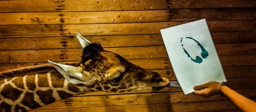 Alf the Giraffe. [Image Credit: Brights Zoo]