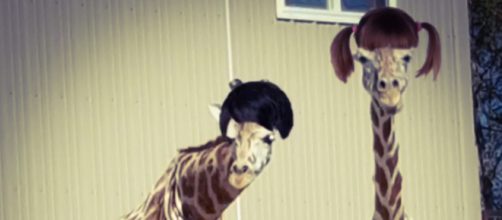 April and Oliver. [Image Credit: Charles Golden/Animal Adventure Park]