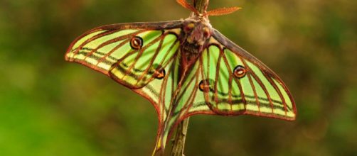 El ciclo de vida de las mariposas
