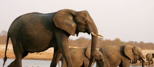 Trendolizer&trade; - Obama - trendolizer.com