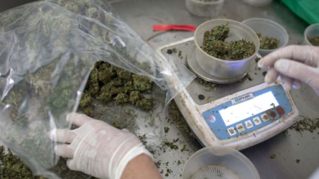 Piemonte: la cannabis sar&agrave; disponibile in tutte le farmacie della ... - dolcevitaonline.it