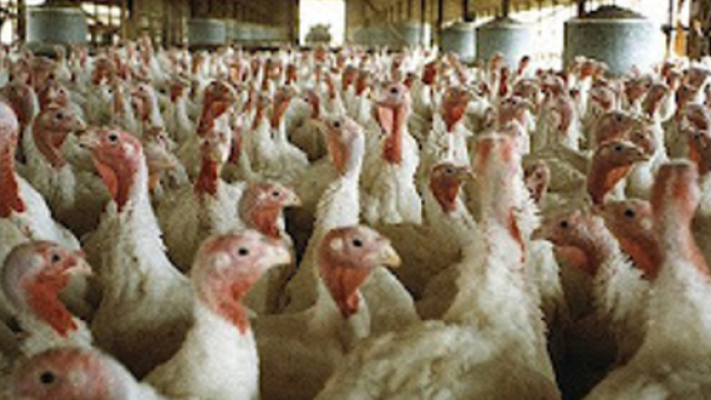 Pollame colpito da aviaria a Tivoli.