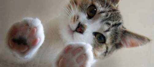 6 cosas que no sabias acerca de los Gatos - tipdiario.com