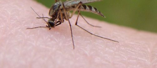 Image of a mosquito -- Wikimedia Commons