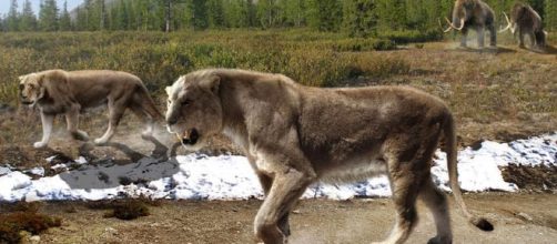 Recreaci&oacute;n de c&oacute;mo fue el le&oacute;n de las cavernas.