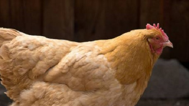 Stupro gallina da parte di un ragazzo di 14 anni
