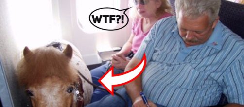 Craziest support animals stories