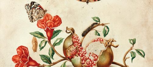 Mar&iacute;a Sibylla Merian y su admiraci&oacute;n los insectos