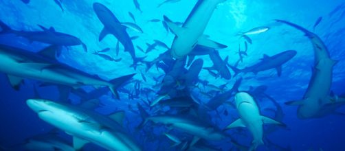 &iexcl;Sos! Los ecosistemas marinos en peligro