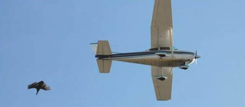 The FAA cannot stop the controversial Turkey Drop in Yellville, Ar. [Image credit: Gurren Vegan/YouTube]