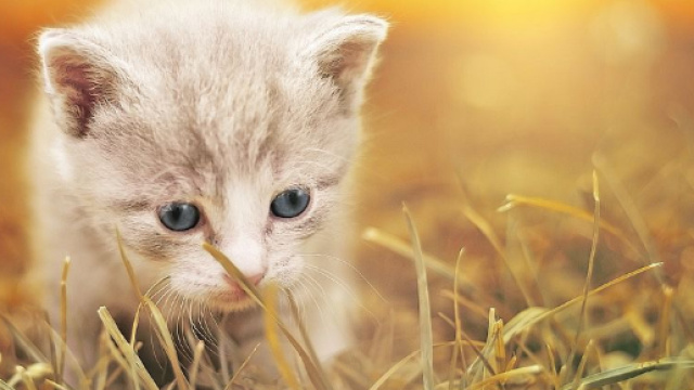 Gatti | animali . - quinewsanimali.it