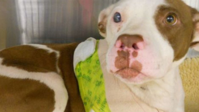 Le storie di 12 cani che si meritano l'appellativo di eroi. E ... - huffingtonpost.it