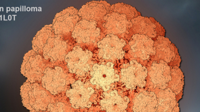 Ricostruzione atomica del Papilloma Virus Umano (HPV)