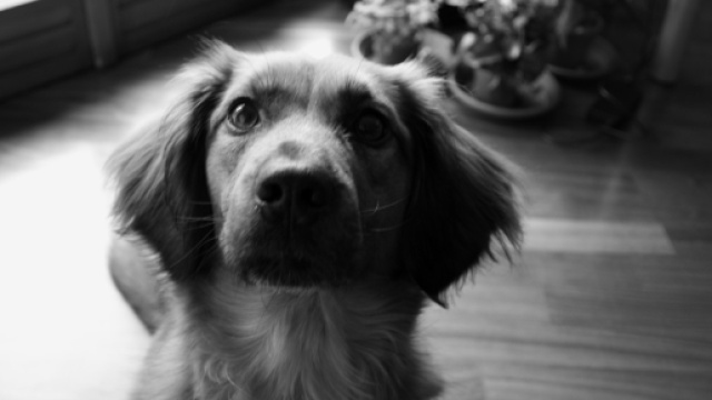 Un cane fa bene alla salute, ecco perch&eacute;.