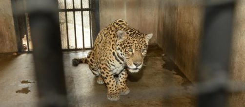 Recogida de firmas para evitar esta crueldad animal en Alfafar, Valencia