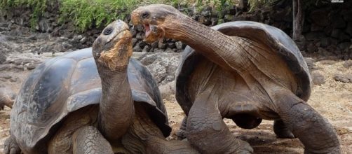 Tortuga Aldara Gigante, animales m&aacute;s longevos del mundo