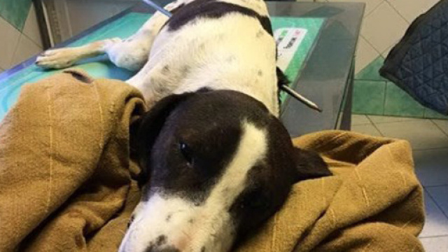 Il povero cucciolo trapasato dall'arpione da pesca