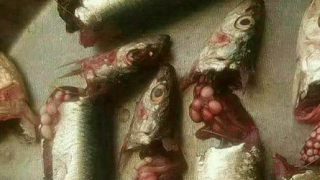 I poveri pesci parassitati (Photo courtesy of the Ministry of Maritime Affairs and Fisheries' website)