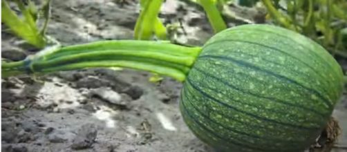 Eating pumpkins and pumpkin seed can benefit your health [Jon Fletcher/Youtube Screencaps]